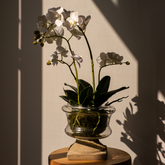 Composition d'Orchidée Artificielle Petit format